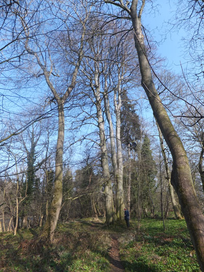 beech tree, Trinity